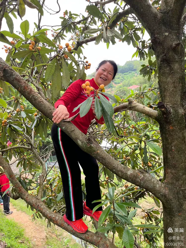 枇杷树下，快乐满载
